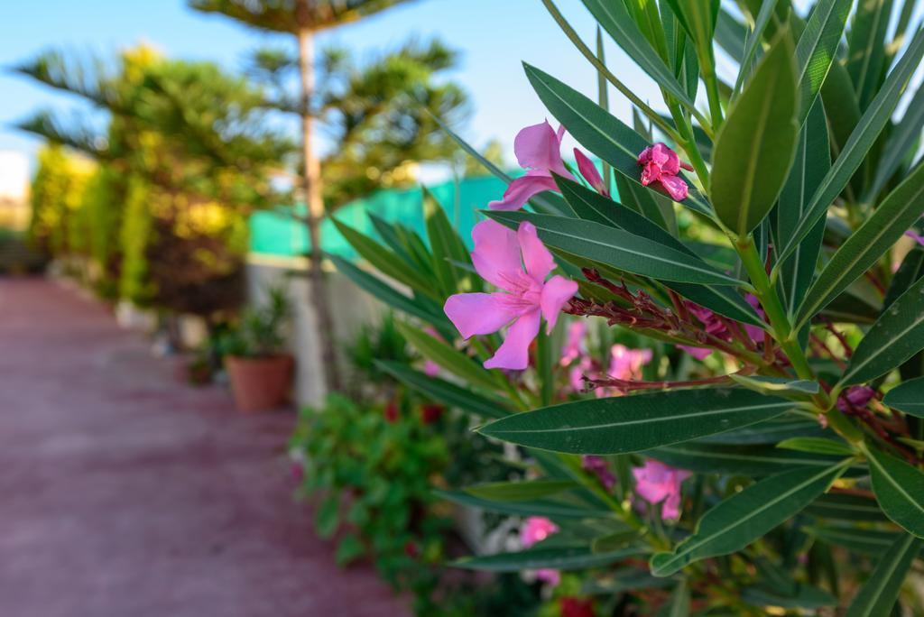 Villa Apollon Sfáka Zewnętrze zdjęcie